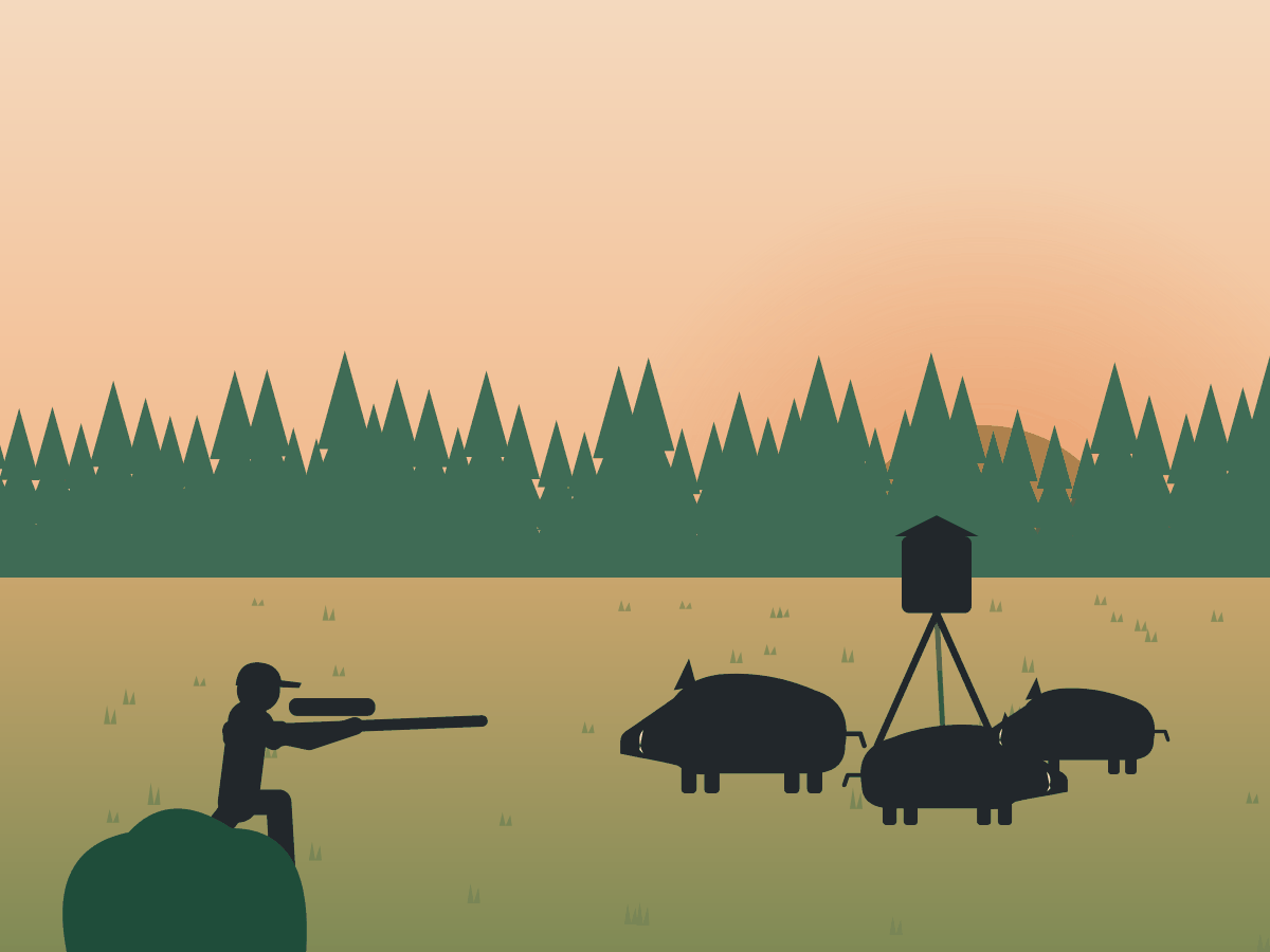 Illustration of a hunter with a rifle watching hogs at a feeder at sunset